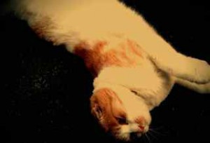 lento_20120516152032-1