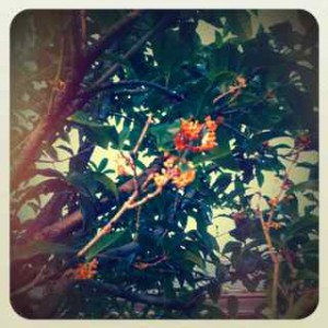 IMG_1009 IMG_1009